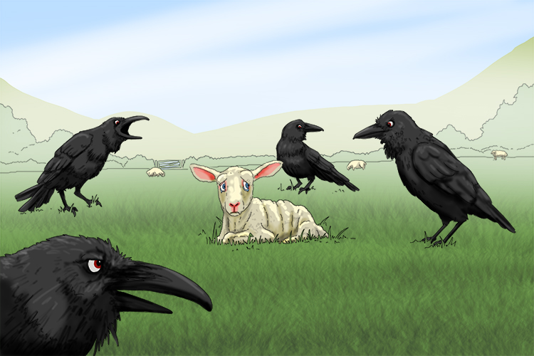 It was a demonstration of real unkindness – the ravens surrounded the newborn lamb with the idea of killing it for food.